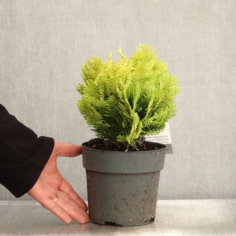 Example of Chamaecyparis lawsoniana Minima Aurea - Cyprès de Lawson nain Pot de 2L/3L as you get in automne