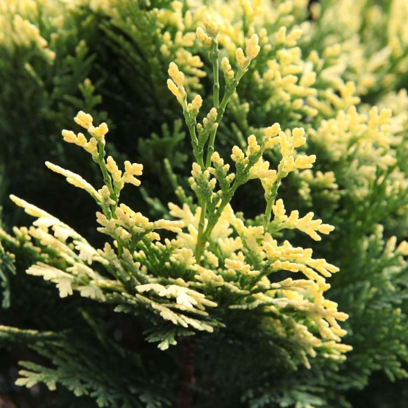 Cyprès de Lawson - Chamaecyparis lawsoniana Pygmaea Argentea (Foliage)
