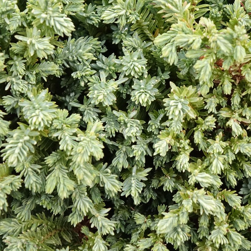 Chamaecyparis lawsoniana Rimpelaar - Cyprès de Lawson nain (Foliage)