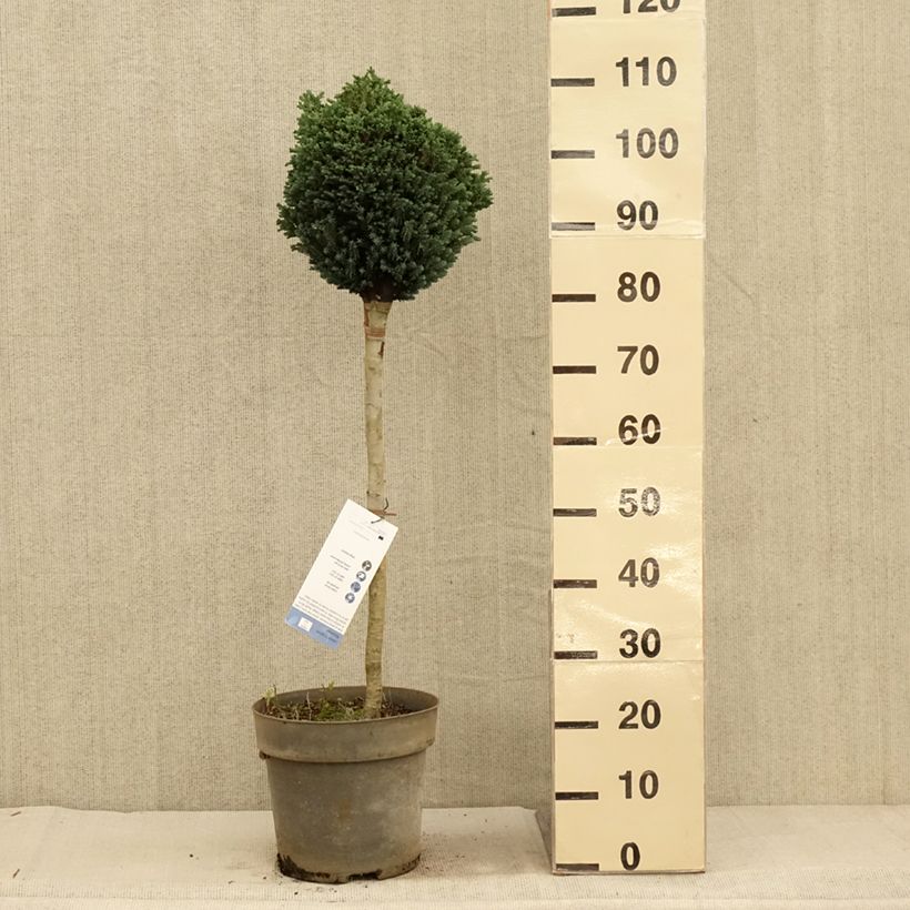 Example of Chamaecyparis lawsoniana Rimpelaar - Cyprès de Lawson nain Pot de 7,5L/10L, Tige as you get in automne