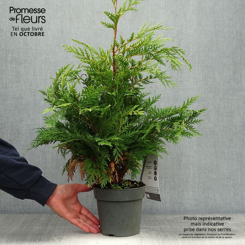 Example of Chamaecyparis lawsoniana Sunkist - Cyprès de Lawson nain Pot de 2L/3L as you get in automne