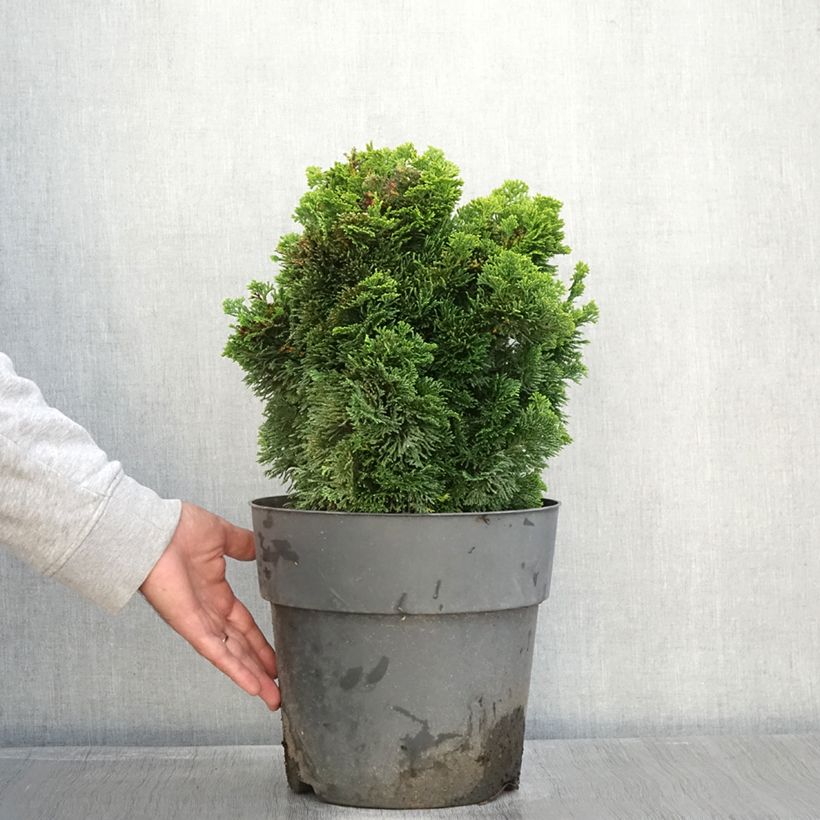 Example of Chamaecyparis obtusa Aurea - Faux cyprès hinoki du Japon                      Pot de 12L/15L, Tige as you get in automne