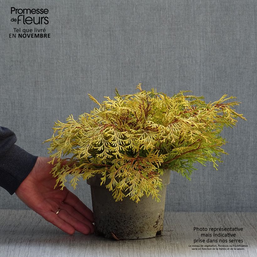 Example of Chamaecyparis obtusa Kamarachiba - Faux cyprès hinoki du Japon                Pot de 2L/3L as you get in automne