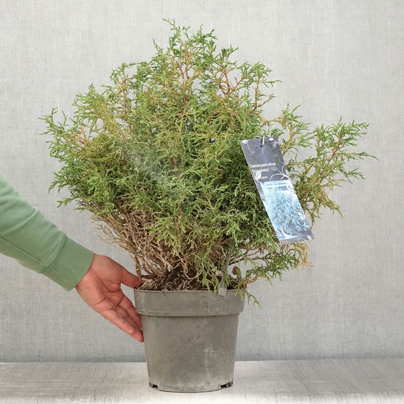 Example of Chamaecyparis obtusa Lycopodioides - Faux cyprès hinoki du Japon Pot de 4L/5L as you get in ete