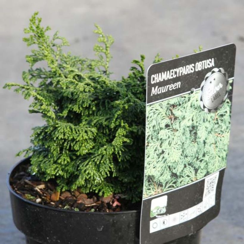 Cyprès hinoki du Japon - Chamaecyparis obtusa Maureen (Plant habit)