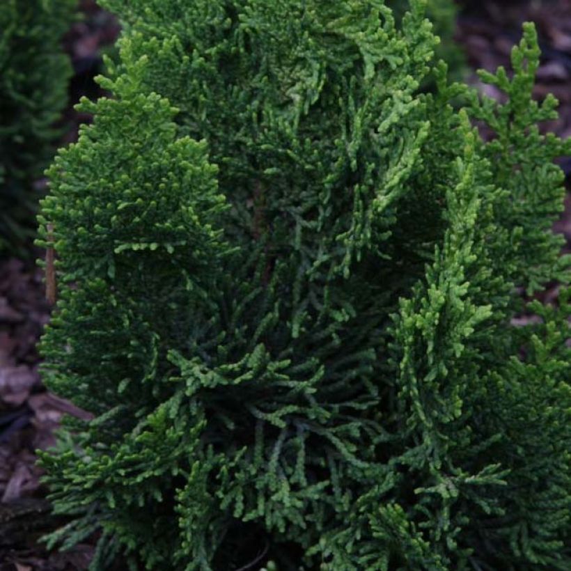 Cyprès hinoki du Japon - Chamaecyparis obtusa Meroki Twin (Foliage)