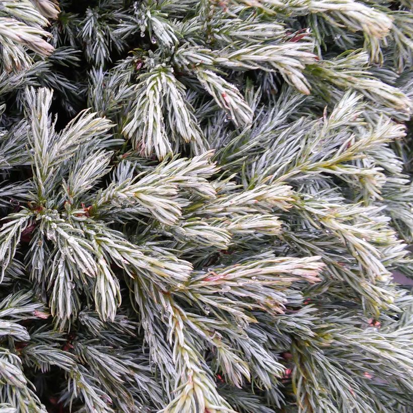 Chamaecyparis pisifera Boulevard - Cyprès Sawara   (Foliage)