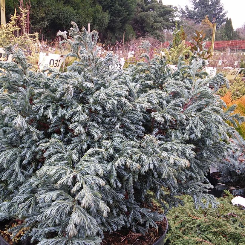 Chamaecyparis pisifera Boulevard - Cyprès Sawara   (Plant habit)
