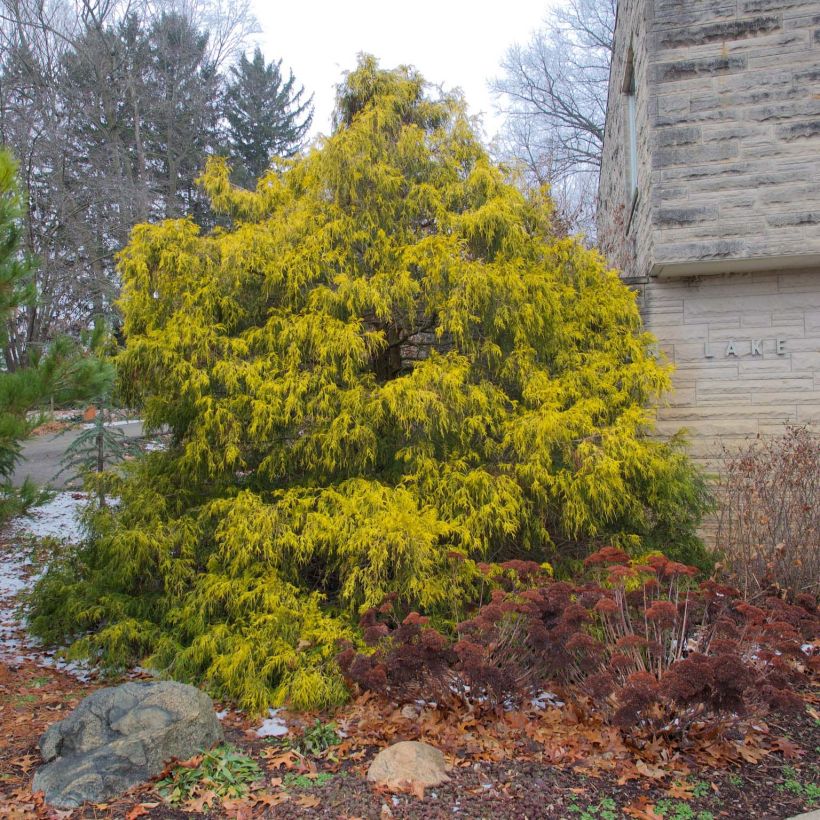 Chamaecyparis pisifera Filifera Aurea - Cyprès Sawara (Plant habit)