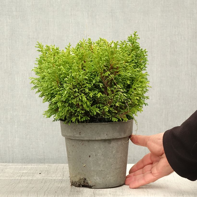 Example of Chamaecyparis pisifera Plumosa Compressa - Cyprès Sawara nain Pot de 2L/3L as you get in automne