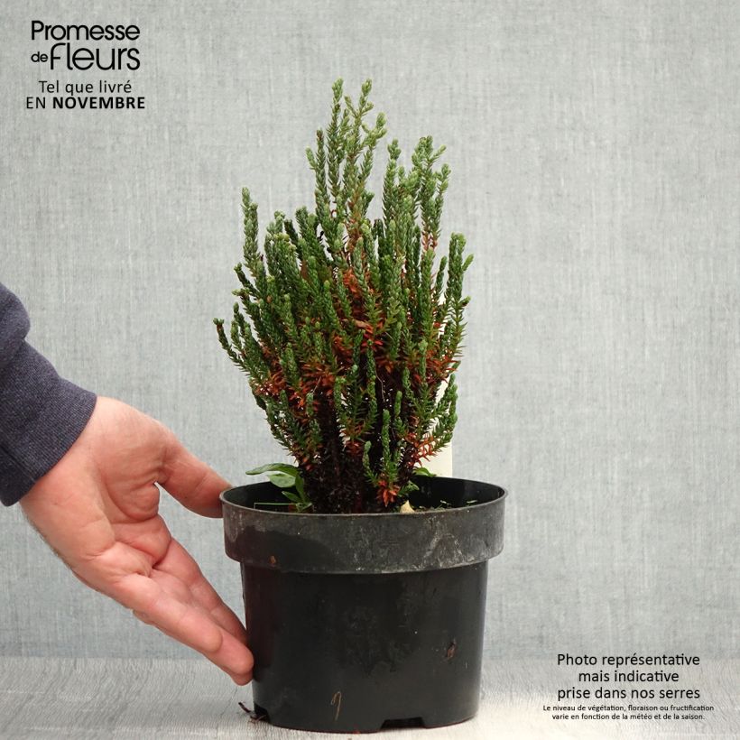 Example of Chamaecyparis thyoides Blue Rock Pot de 2L/3L as you get in automne