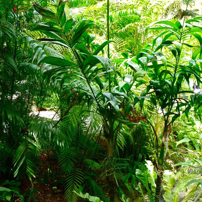 Chamaedorea klotzschiana - Palmier chamaedorée (Plant habit)