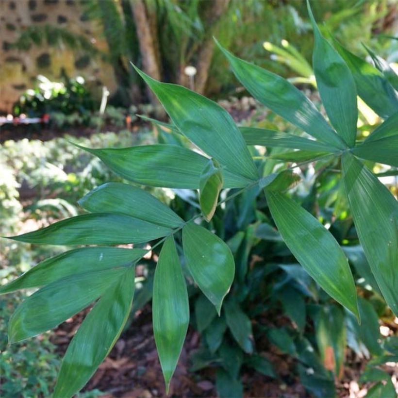 Chamaedorea klotzschiana - Palmier chamaedorée (Foliage)