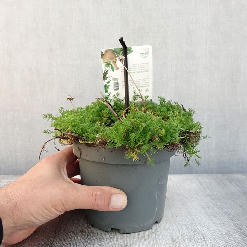 Example of Chamaemelum nobile Flore Pleno Pot de 1,5L/2L as you get in automne