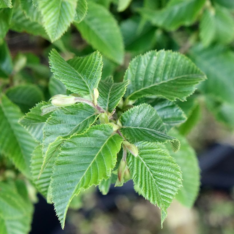Charme houblon - Ostrya carpinifolia Marja Findling (Foliage)