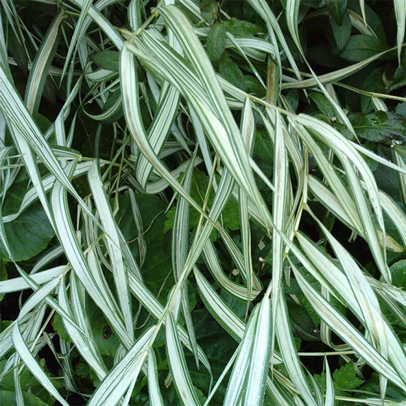 Chasmanthium latifolium River Mist - Uniola latifolia (Flowering)