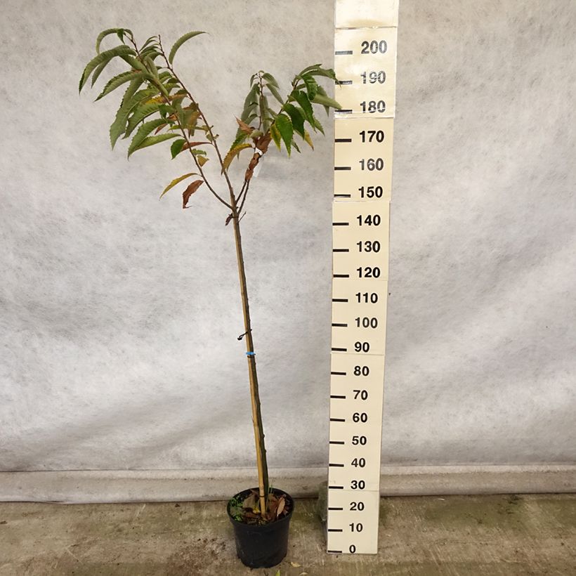 Example of Châtaignier Maraval - Castanea sativa Pot de 12L/15L as you get in automne
