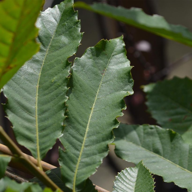 Châtaignier Marron de Lyon - Castanea sativa (Foliage)
