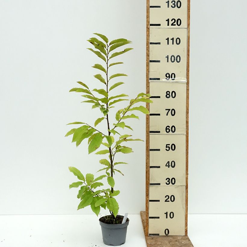 Example of Châtaignier Marsol (In Vitro) - Castanea sativa Pot de 2L/3L as you get in ete