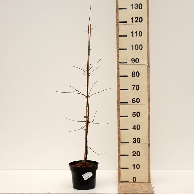 Example of Chêne à feuilles de saule - Quercus phellos Pot de 4L/5L as you get in hiver