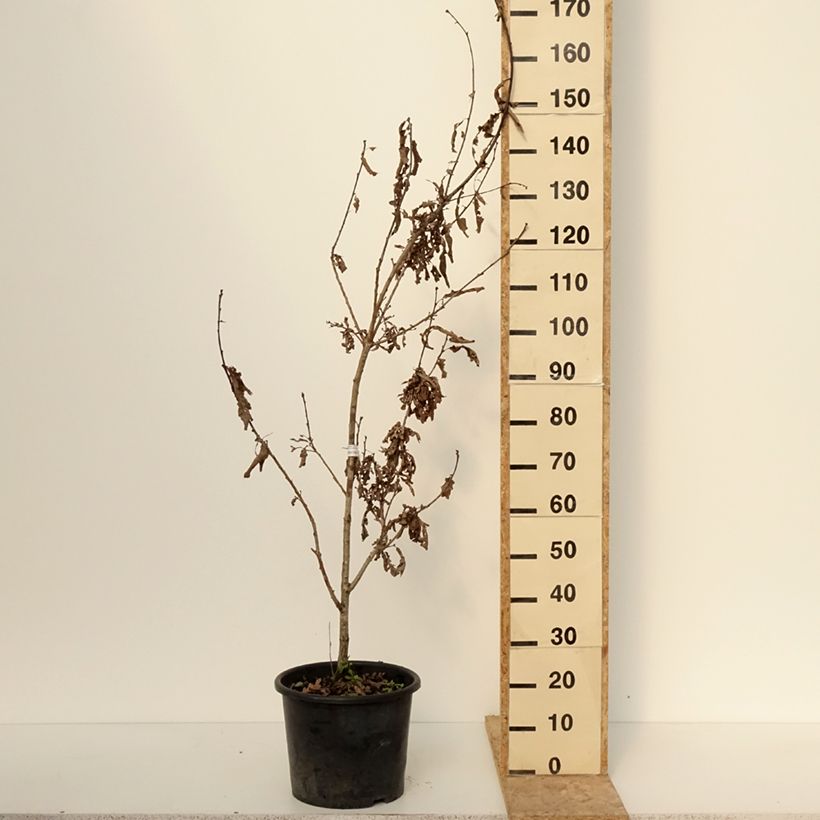 Example of Chêne colonnaire - Quercus bimundorum Crimson Spire Pot de 7,5L/10L, Baliveau as you get in hiver