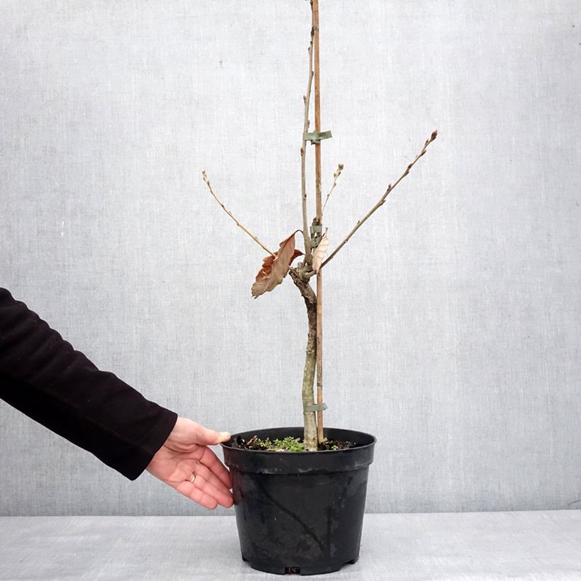 Example of Chêne de Blume - Quercus aliena Pot de 4L/5L as you get in hiver