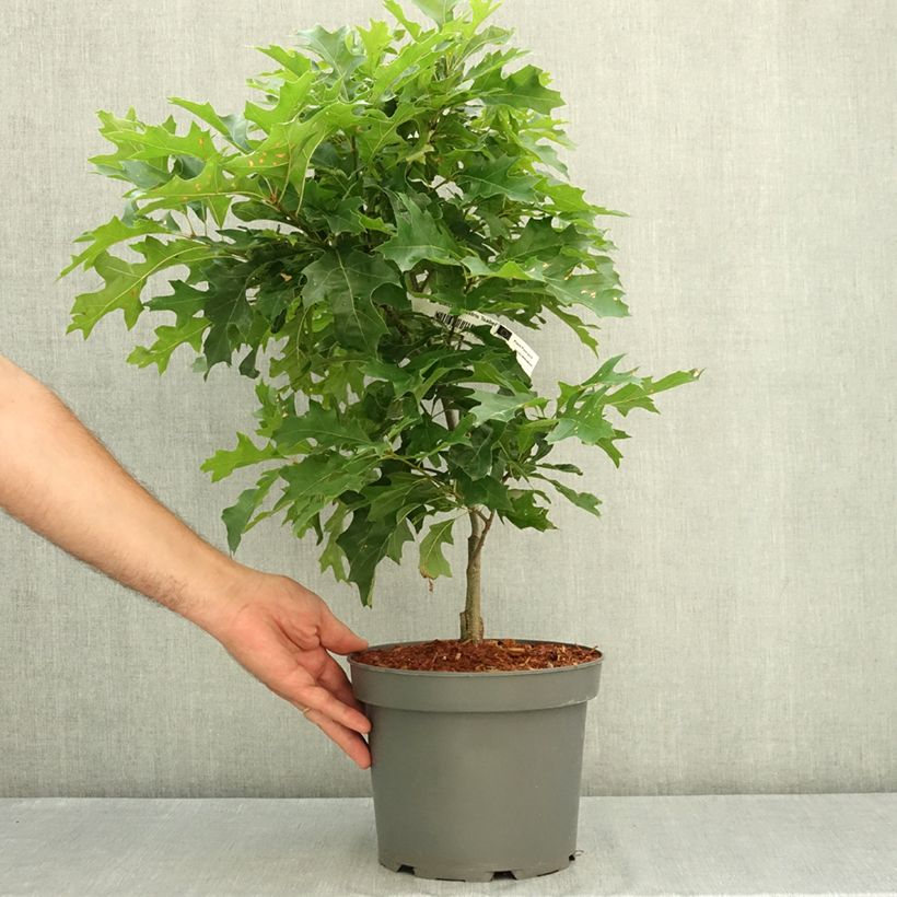 Example of Chêne des marais nain - Quercus palustris Isabel Pot de 4L/5L as you get in ete
