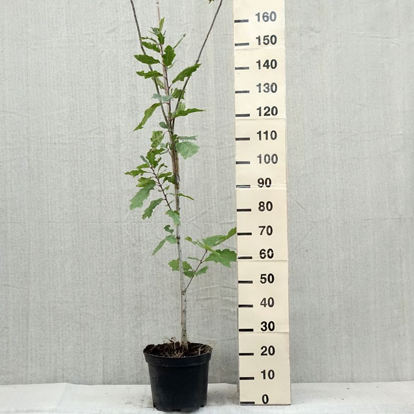 Example of Chêne des marais - Quercus palustris Betty Jean Pot de 4L/5L as you get in ete
