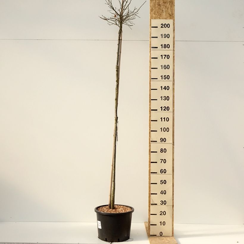 Example of Chêne des marais - Quercus palustris Green Dwarf Pot de 18L/20L as you get in hiver