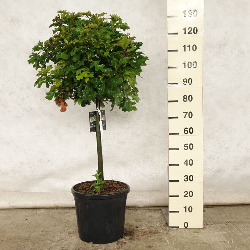 Example of Chêne des marais - Quercus palustris Green Dwarf Pot de 18L/20L, Tige as you get in ete