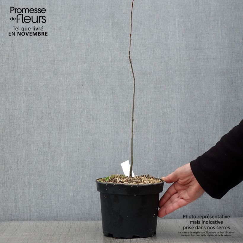 Example of Chêne des marais - Quercus palustris Pot de 3L/4L as you get in automne