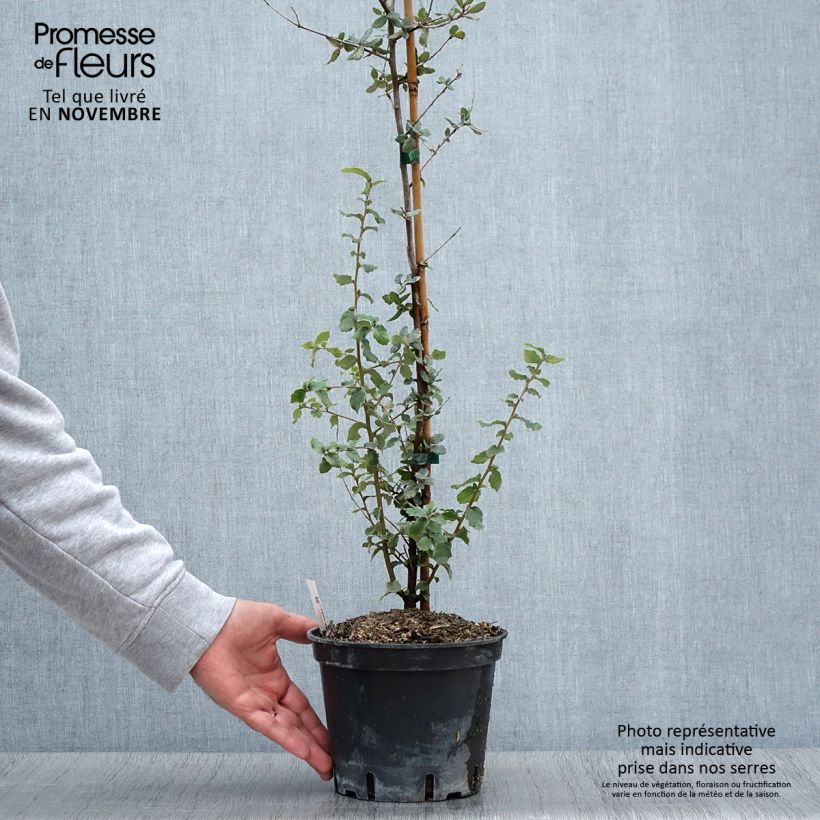 Example of Chêne liège - Quercus suber Pot de 3L/4L as you get in automne