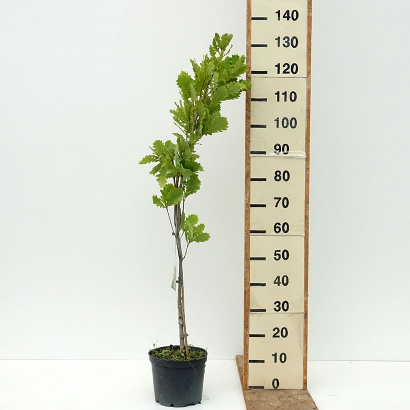 Example of Chêne Monument - Quercus Pot de 4L/5L as you get in ete