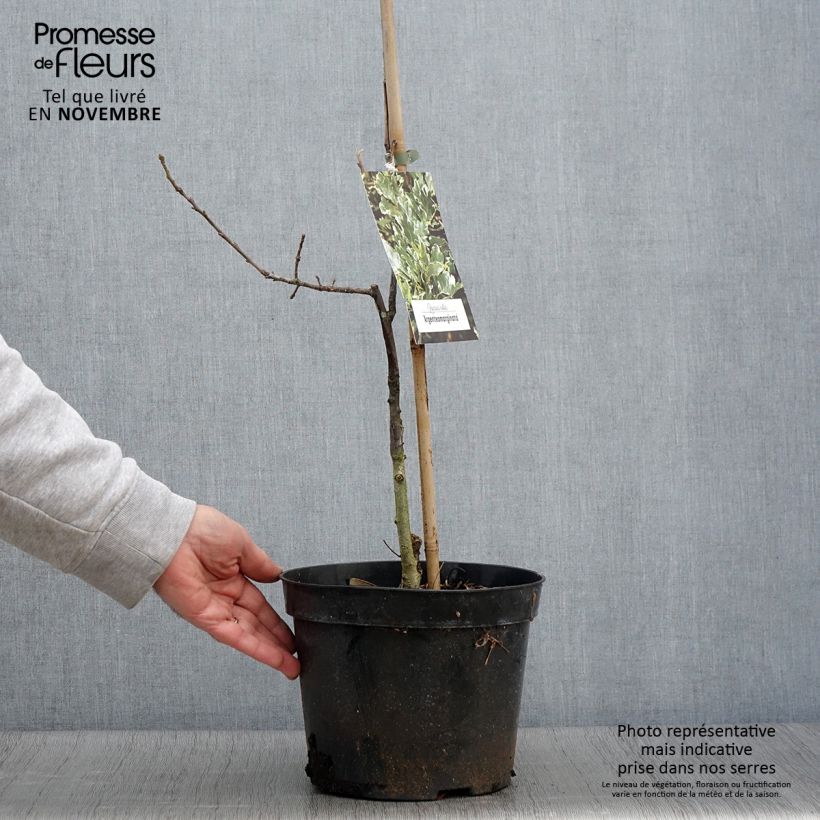 Example of Chêne pédonculé - Quercus robur Argenteomarginata Pot de 4L/5L as you get in automne
