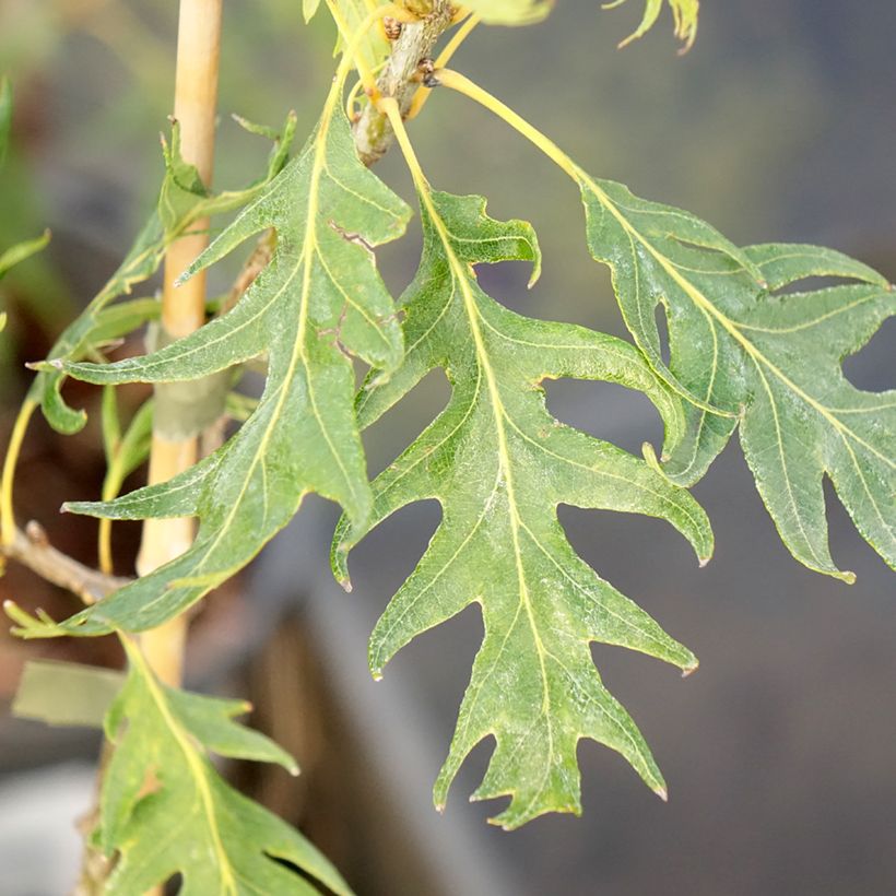 Chêne pédonculé - Quercus robur Miky (Foliage)