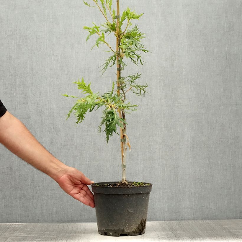 Example of Chêne pédonculé - Quercus robur Miky Pot de 4L/5L as you get in ete