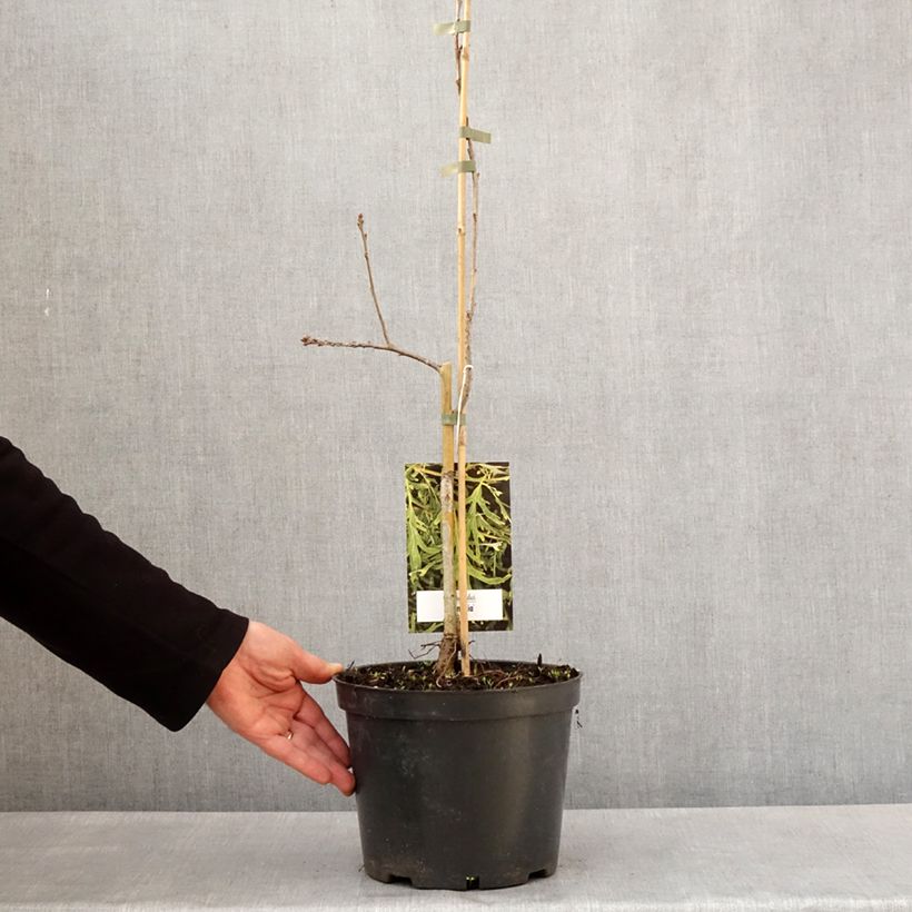 Example of Chêne pédonculé - Quercus robur Posnania Pot de 4L/5L as you get in printemps