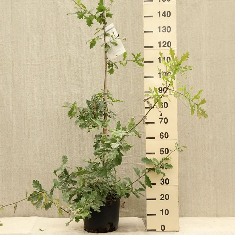 Example of Chêne pédonculé - Quercus robur Pot de 7,5L/10L as you get in ete
