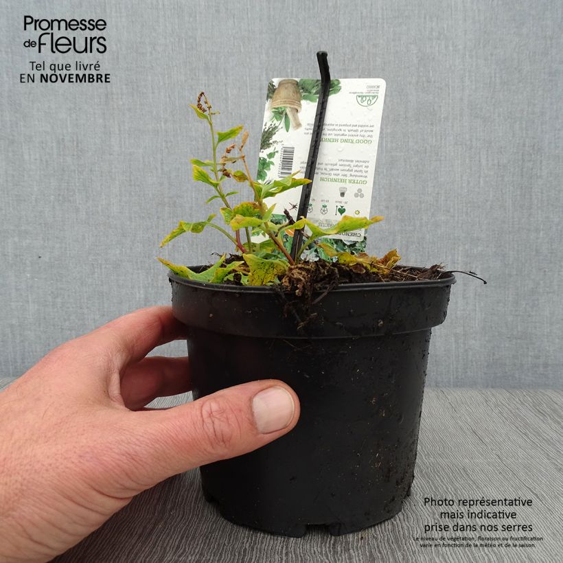 Example of Chénopode Bon Henri en plant - Chenopodium bonus-henricus Godet de 8/9 cm as you get in automne