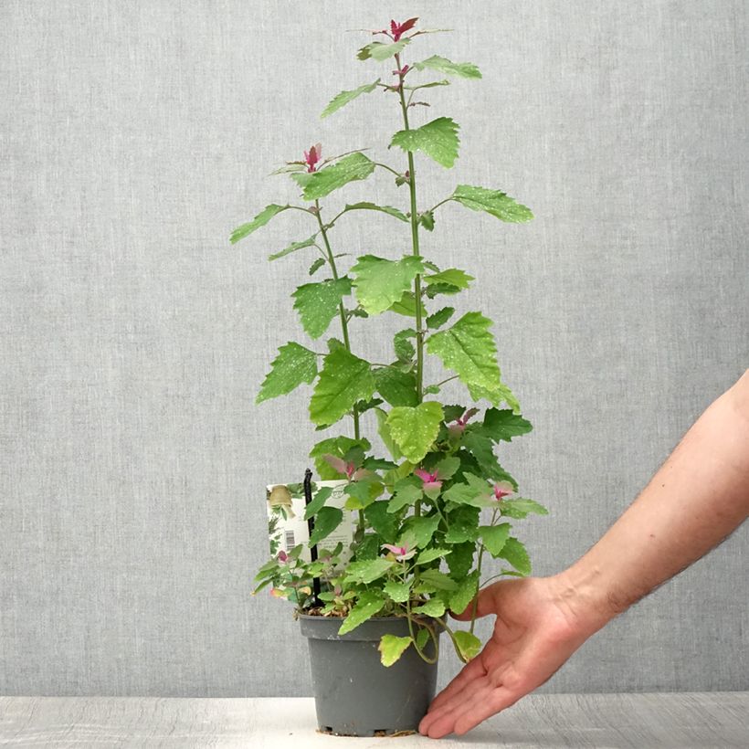 Example of Chénopode géant - Chenopodium giganteum Pot de 1,5L/2L as you get in ete
