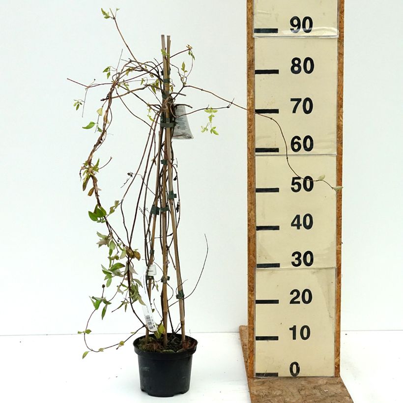 Example of Chèvrefeuille Belgica Select - Lonicera periclymenum Pot de 1,5L/2L as you get in ete