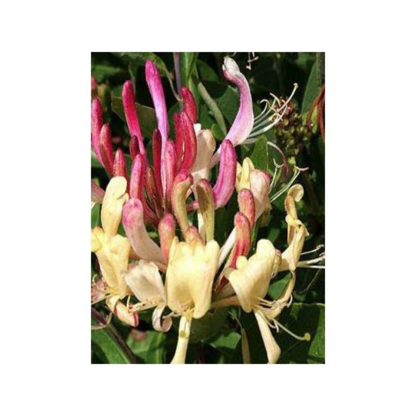 Chèvrefeuille des bois Caprilia Ever (Flowering)