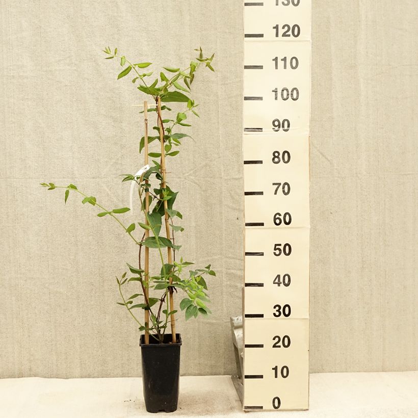 Example of Chèvrefeuille des bois Caprilia Ever Pot de 2L/3L as you get in ete