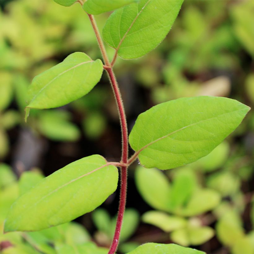 Chèvrefeuille du japon - Lonicera japonica Hall's Prolific (Foliage)