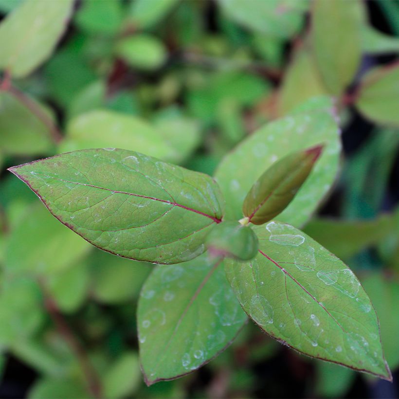 Chèvrefeuille du Japon - Lonicera japonica Sinensis (Foliage)