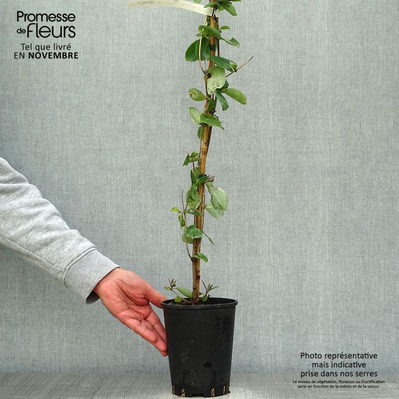 Example of Chèvrefeuille heckrotii Gold Flame - Lonicera Pot de 2L/3L as you get in automne