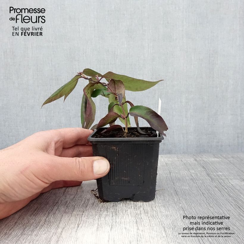 Example of Chèvrefeuille hybride - Lonicera Marinella Godet de 8/9 cm as you get in hiver