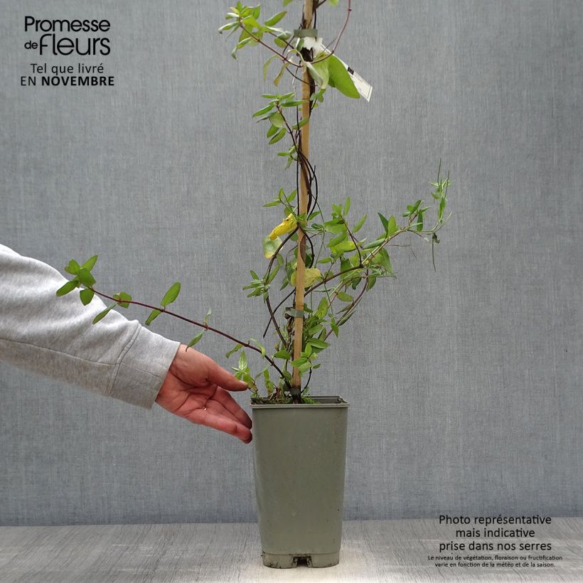 Example of Chèvrefeuille - Lonicera japonica Aureoreticulata Pot de 2L/3L as you get in automne