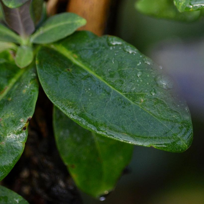Chèvrefeuille grimpant - Lonicera periclymenum Fragrant Cloud® (Foliage)