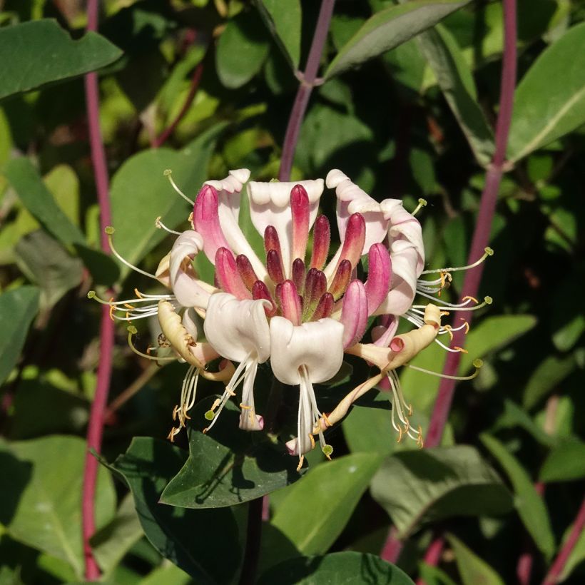 Chèvrefeuille - Lonicera periclymenum Belgica (Flowering)